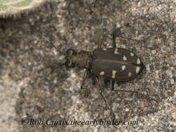 Plancia ëd Cicindela (Cicindela) oregona oregona Le Conte 1856