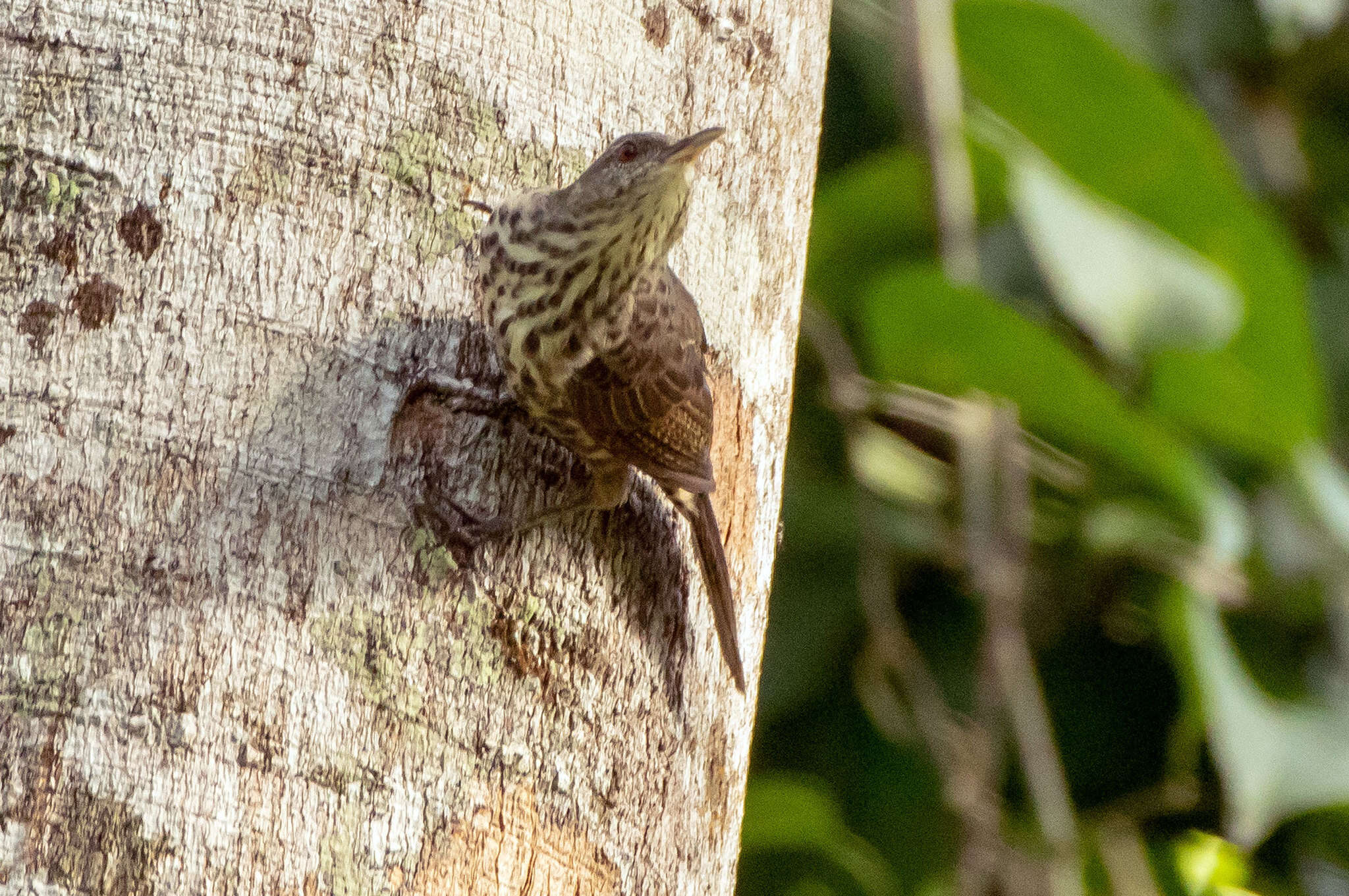 Image of Thrush-like Wren