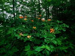 صورة Rhododendron cumberlandense E. L. Braun