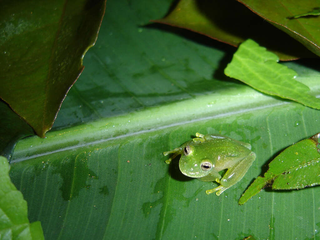 Image of Humboldt's Glass Frog