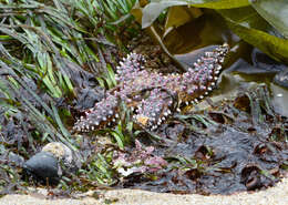 Image of Giant seastar