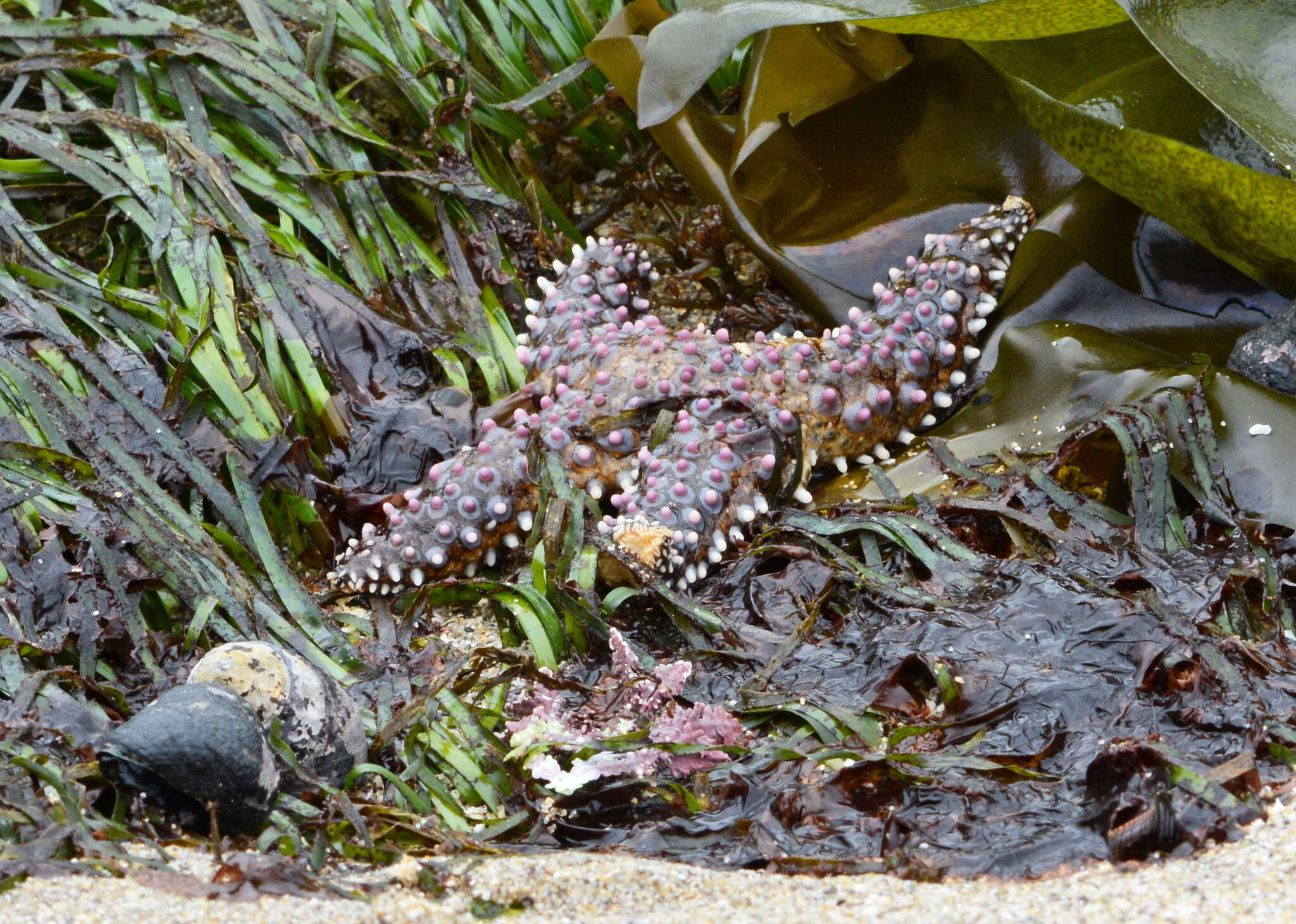 Image of Giant seastar