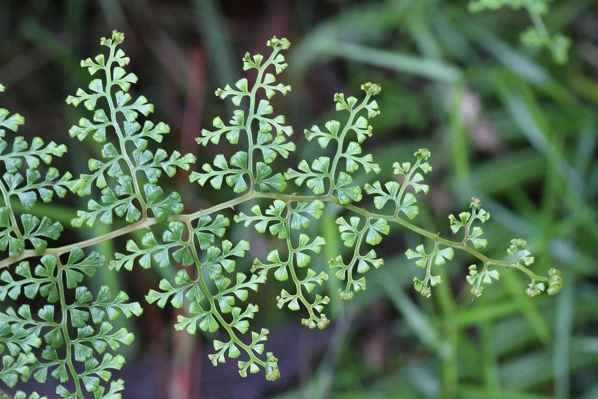 Image of thicket creepingfern