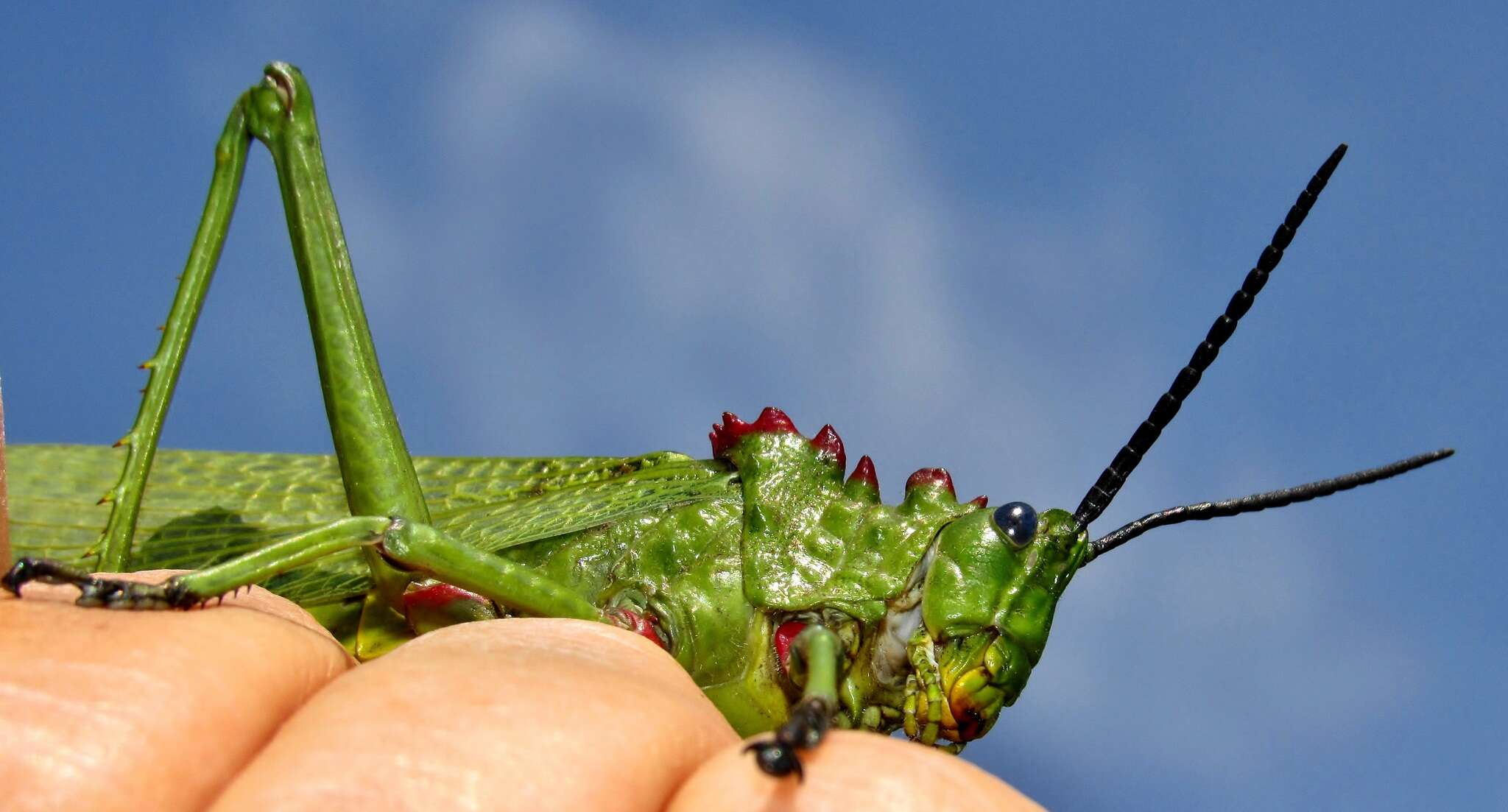 صورة Phymateus (Phymateus) viridipes Stål 1873