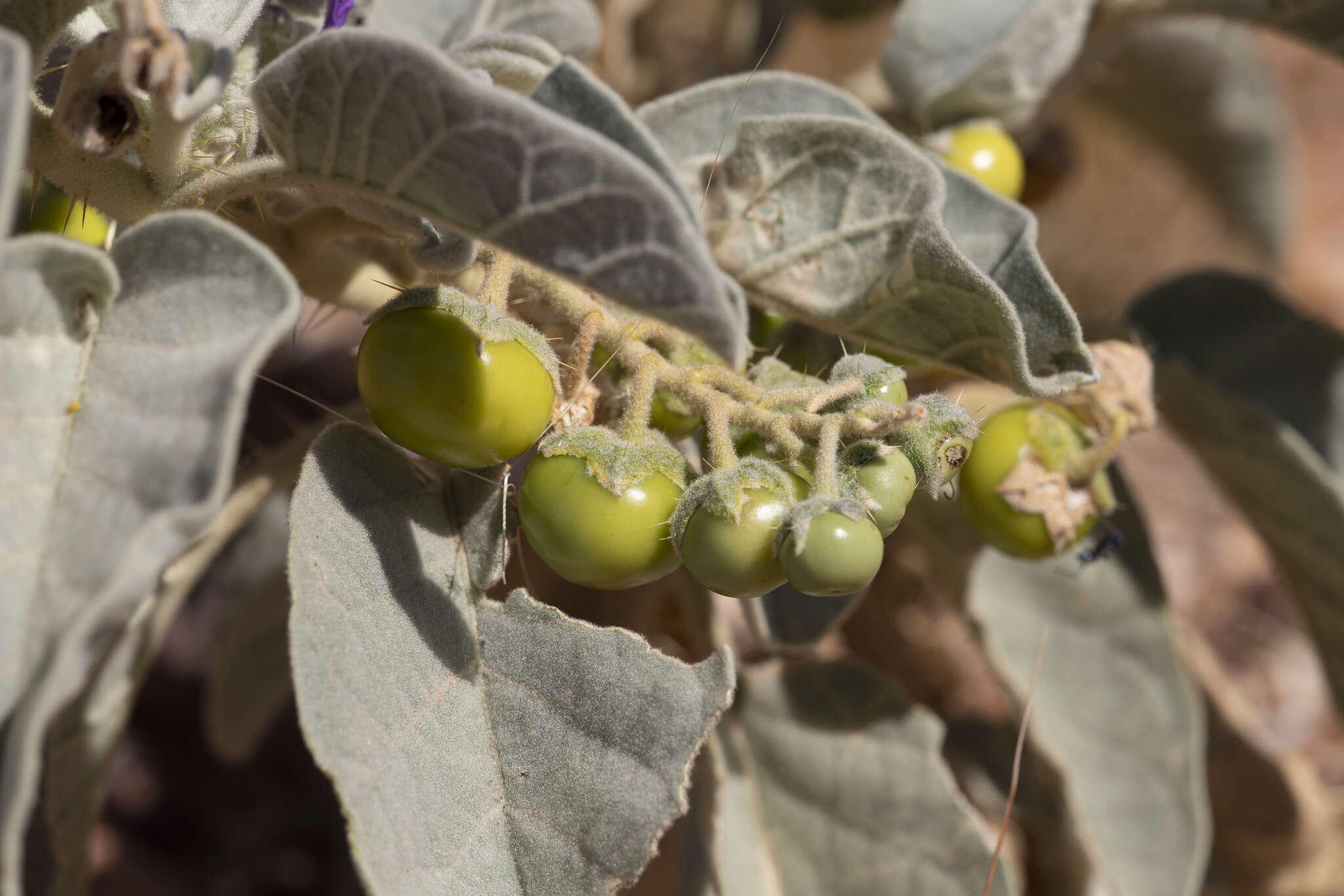 Image of Solanum quadriloculatum F. Müll.