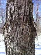 Image of sugar maple