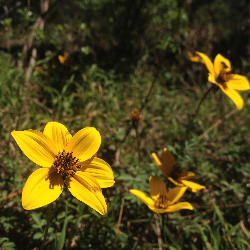 Bidens triplinervia Kunth的圖片