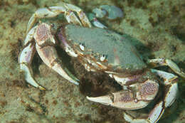 Image of three-spot swimming crab