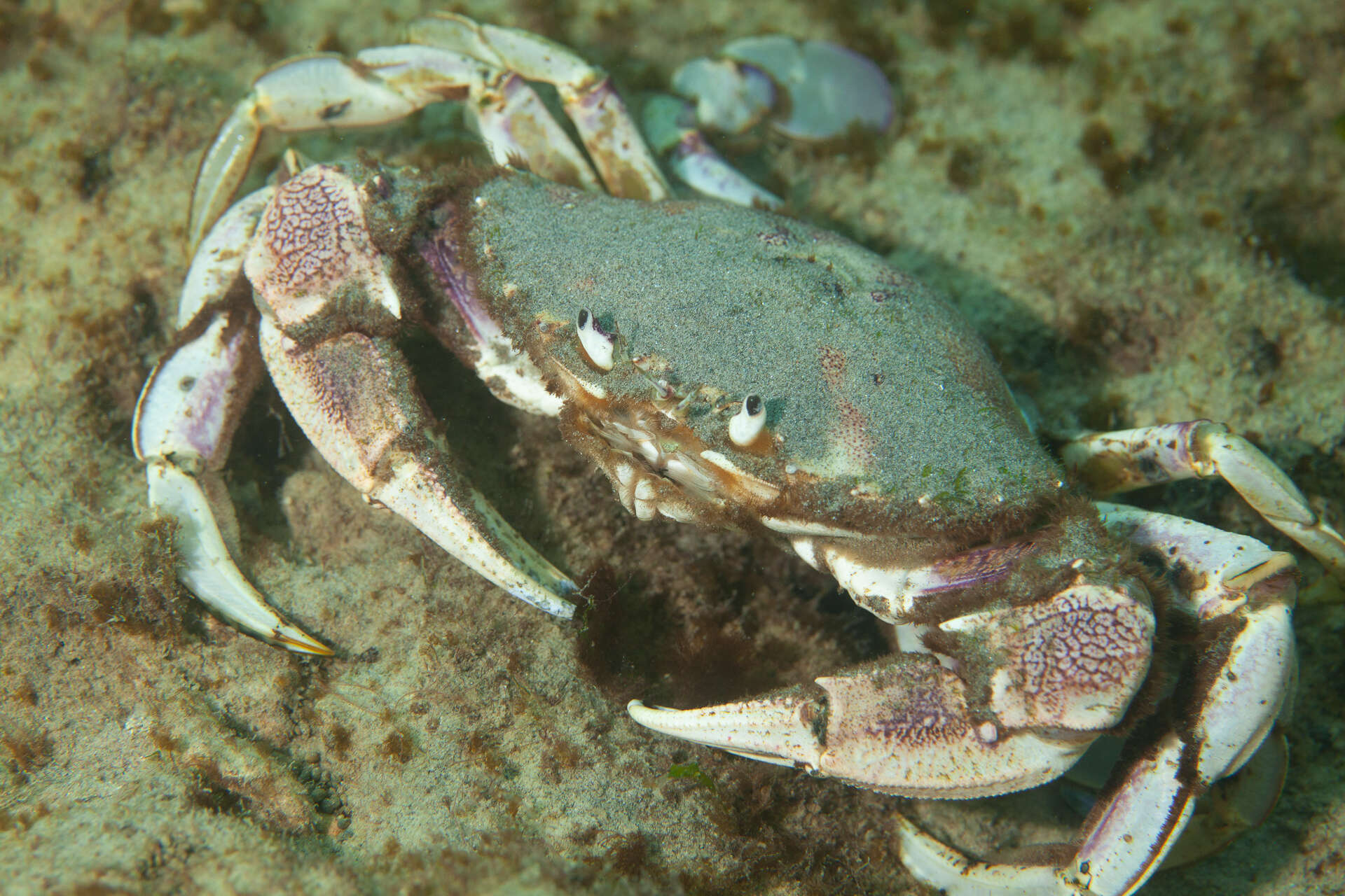 Image of three-spot swimming crab