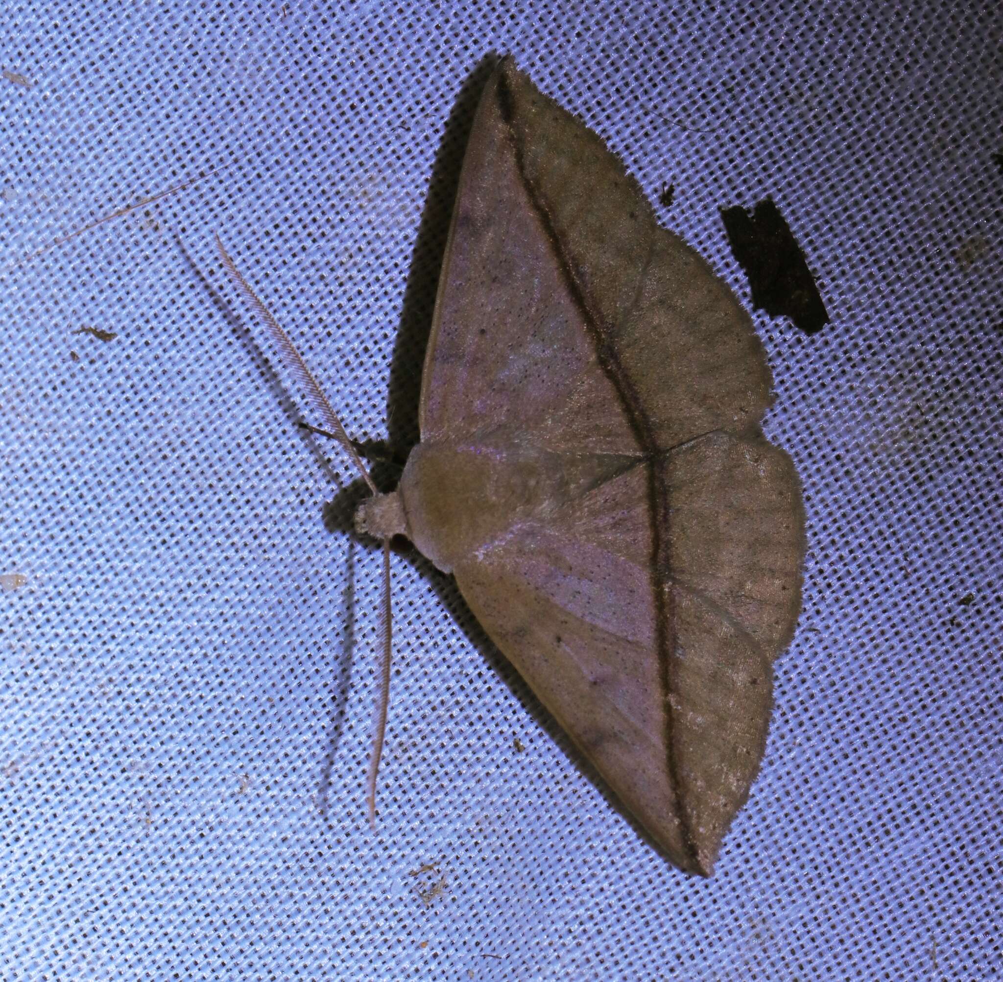 Image of Ugia purpurea Galsworthy 1997