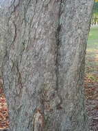 Image of European horse chestnut