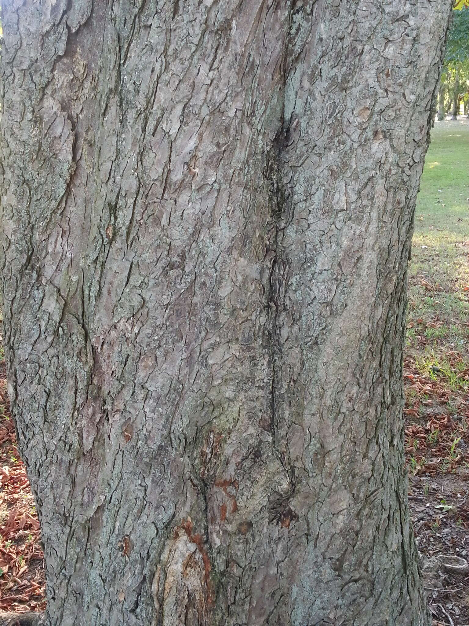 Image of European horse chestnut