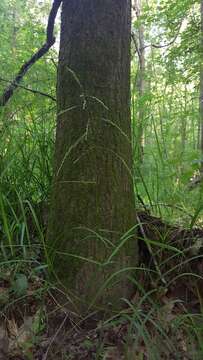 Image of Glyceria striata var. stricta (Scribn.) Fernald