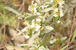 Imagem de Scaevola canescens Benth.