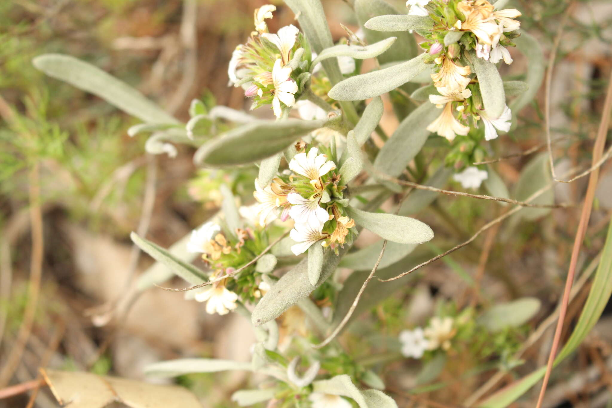 Imagem de Scaevola canescens Benth.