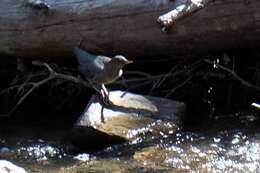 Image of American Dipper