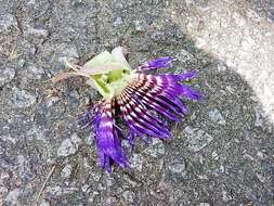 Image de Passiflora laurifolia L.