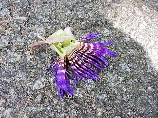 Image de Passiflora laurifolia L.