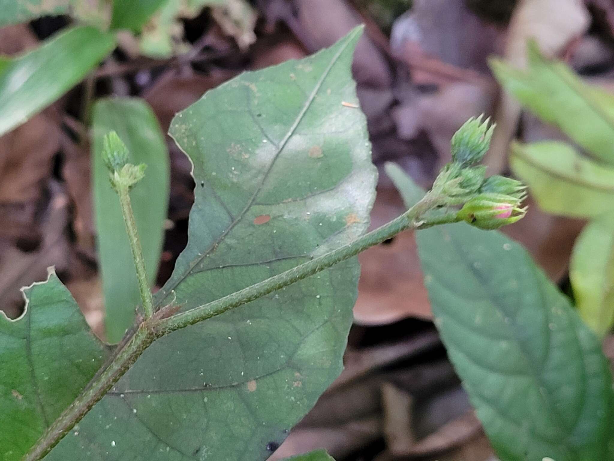 Image of Pavonia castaneifolia A. St.-Hil. & Naud.