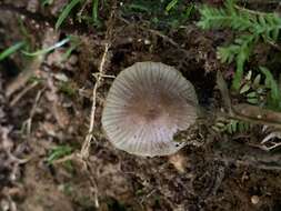 Hygrocybe lilaceolamellata (G. Stev.) E. Horak 1971的圖片