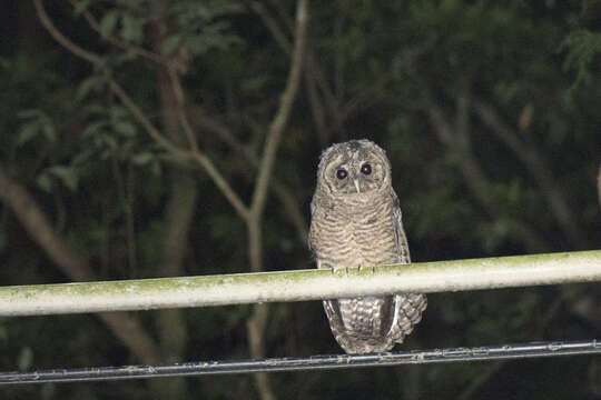 Image of Brown Wood Owl