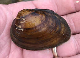 Image of Southern Clubshell