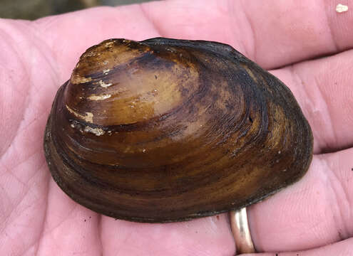 Image of Southern Clubshell