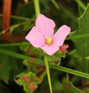 Imagem de Rhexia nuttallii C. W. James