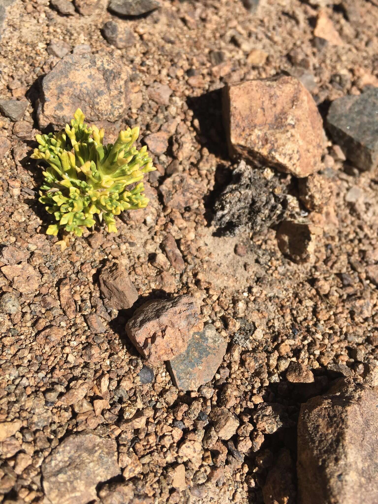 Image of Azorella trisecta