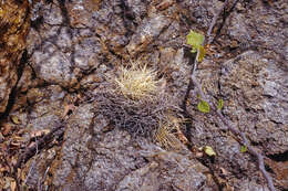 صورة Mammillaria decipiens subsp. camptotricha (Dams) D. R. Hunt