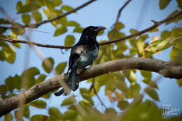 صورة Dicrurus hottentottus brevirostris (Cabanis 1851)