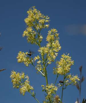 Image of Thalictrum simplex subsp. galioides (DC.) Korz.