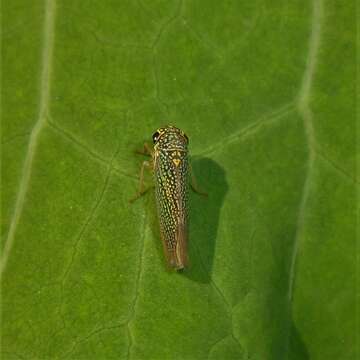 Imagem de Macugonalia cavifrons (Stal 1862)