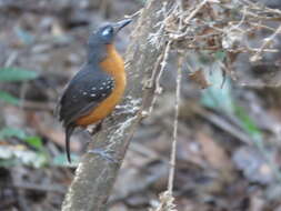 Image of Plumbeous Antbird