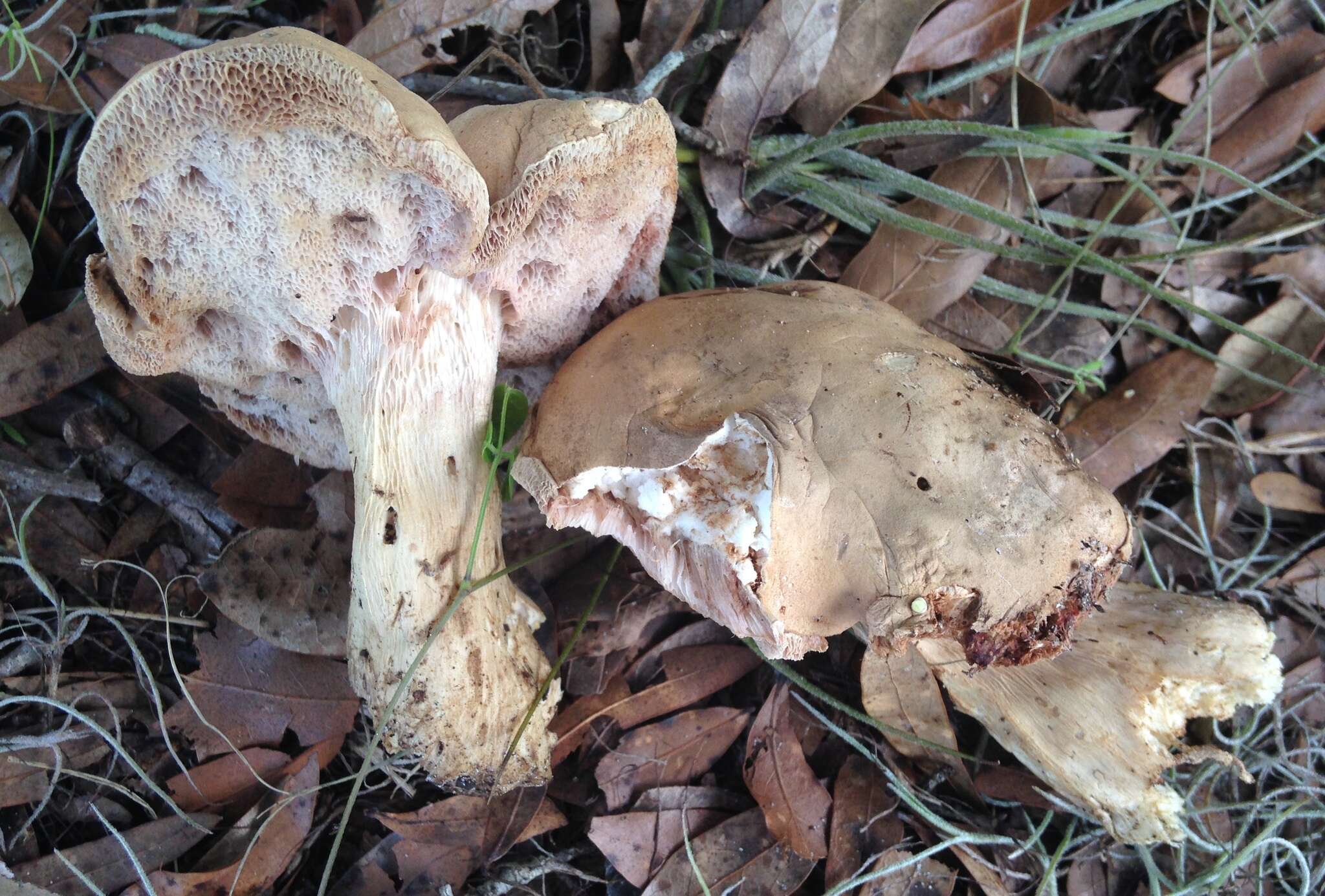 Imagem de Tylopilus minor Singer 1945