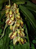 Image of Catasetum maculatum Kunth