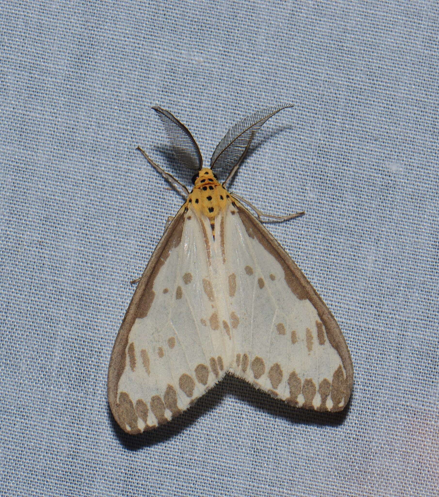 Image of Nyctemera zerenoides Butler 1881