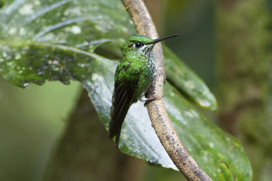 Image of Green-crowned Brilliant