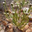 Image of Phylica vulgaris Pillans