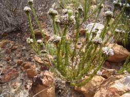 Image of Phylica vulgaris Pillans