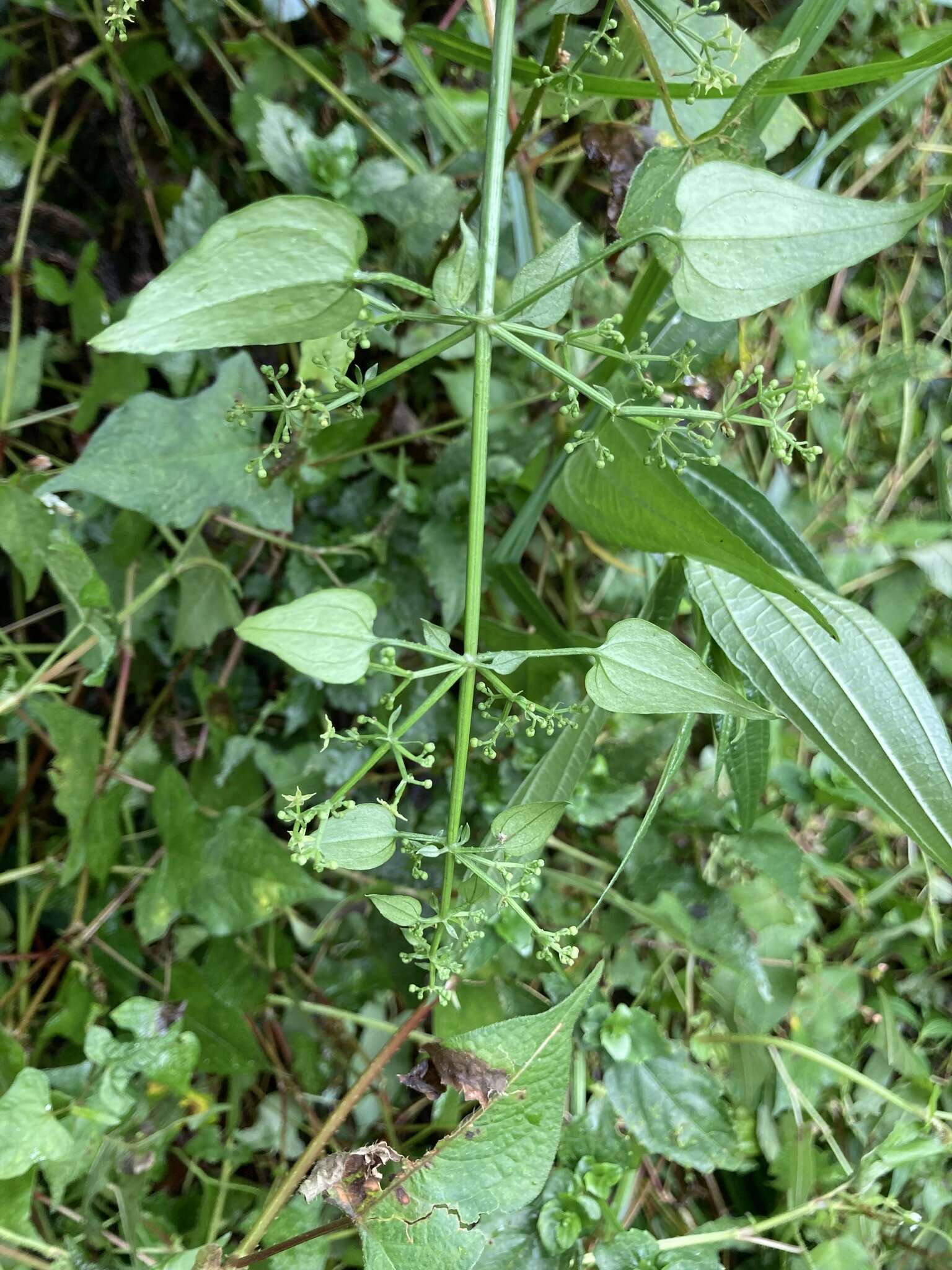 Image of Rubia linii J. M. Chao