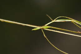 Image of Zannichellia palustris subsp. pedicellata (Rosén & Wahlenb.) Hook. fil.