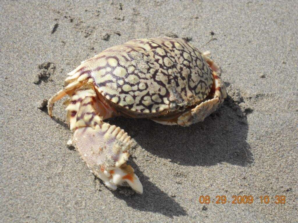 Image of ocellate box crab