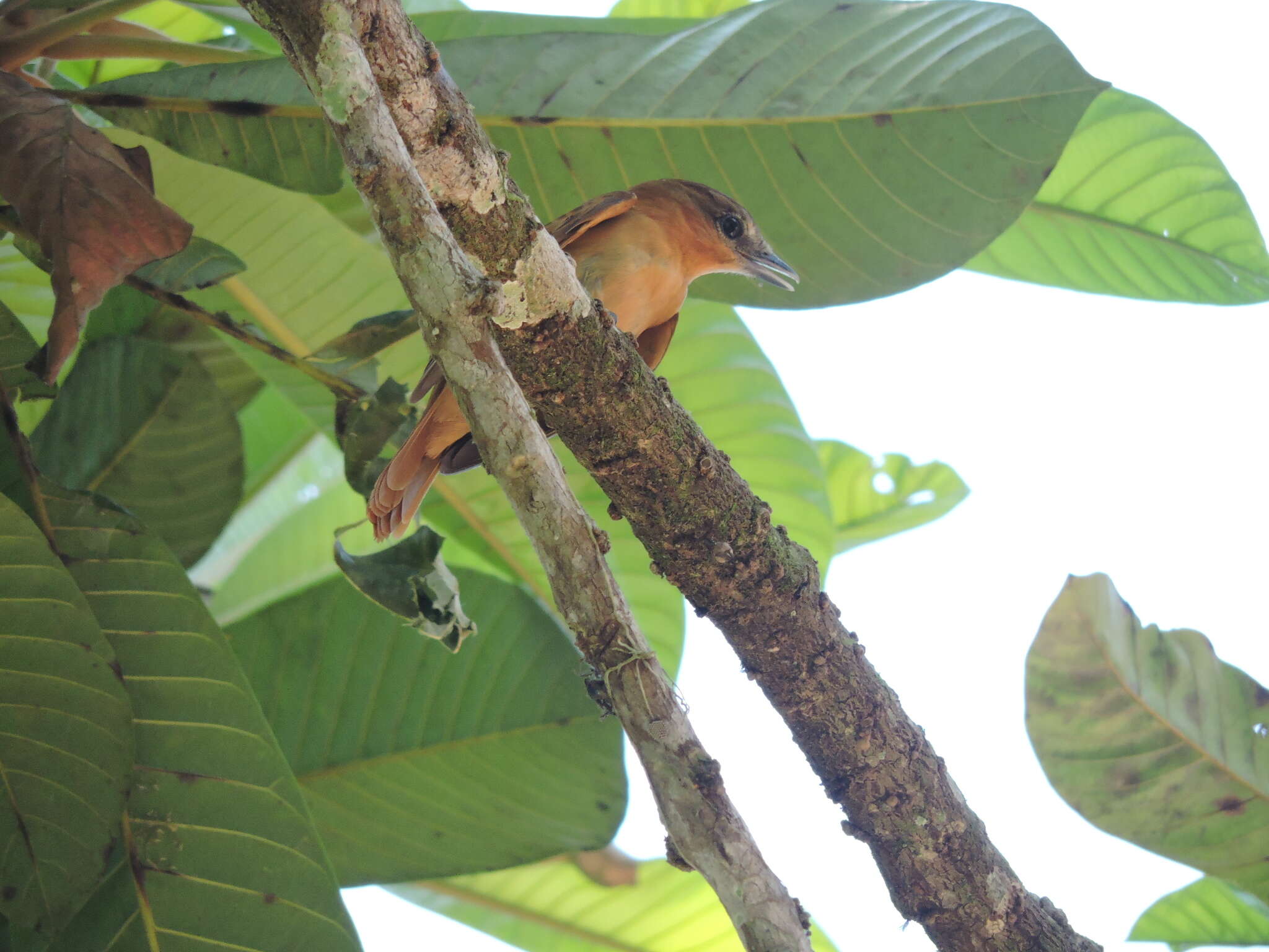 Plancia ëd Pachyramphus cinnamomeus Lawrence 1861