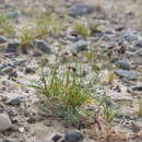 Image of weak arctic sedge