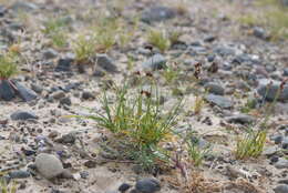 Image of weak arctic sedge