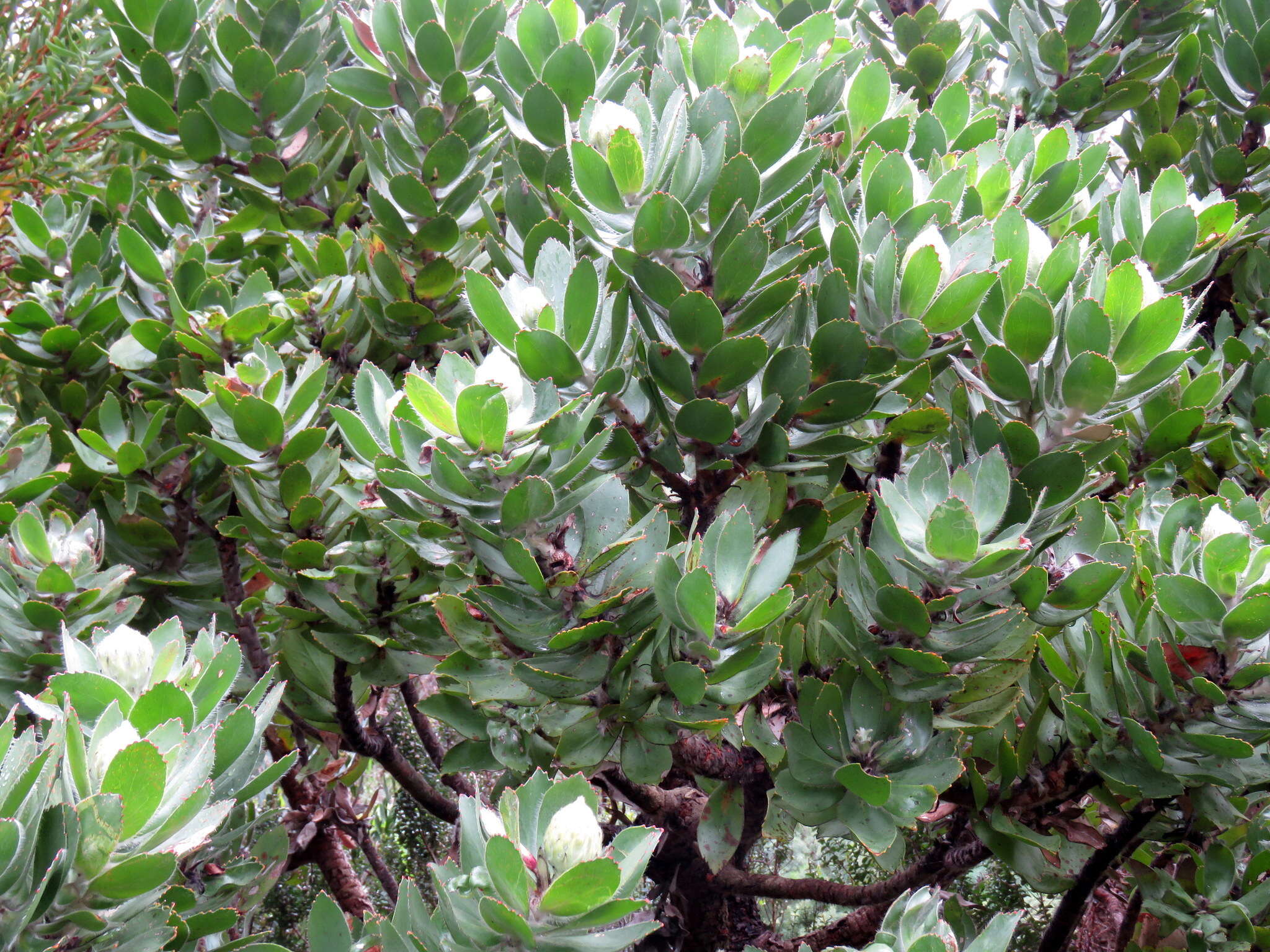 Image of Leucospermum conocarpodendron subsp. viridum Rourke