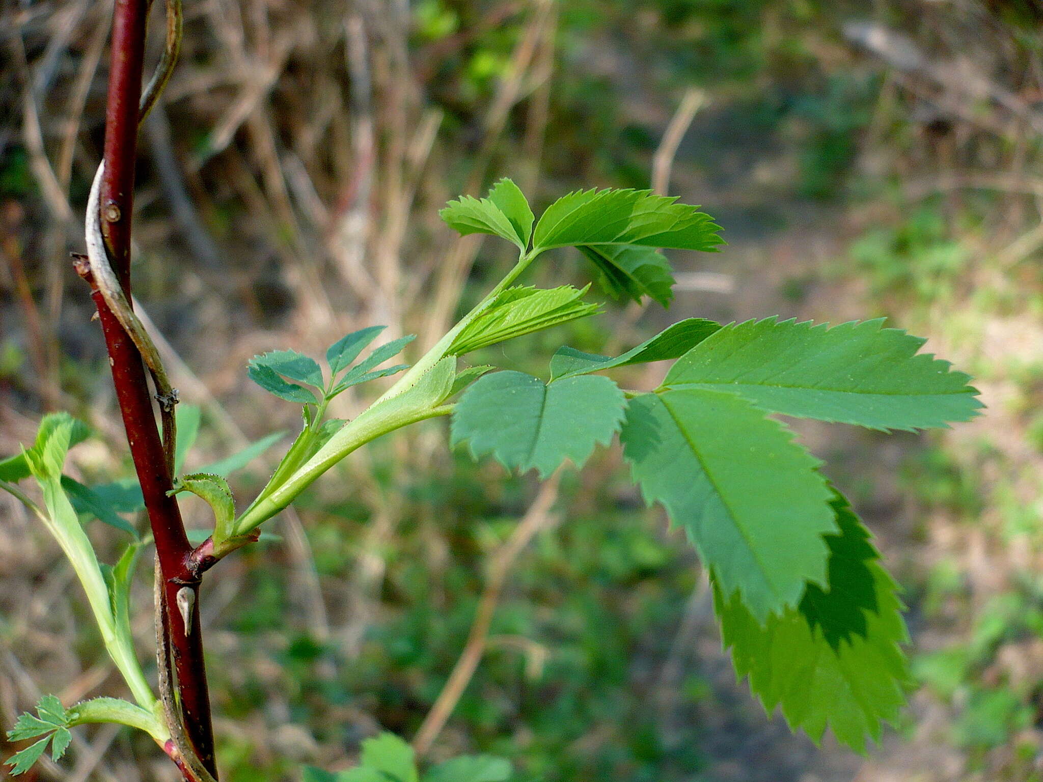 Image of Rosa glabrifolia C. A. Mey. ex Rupr.