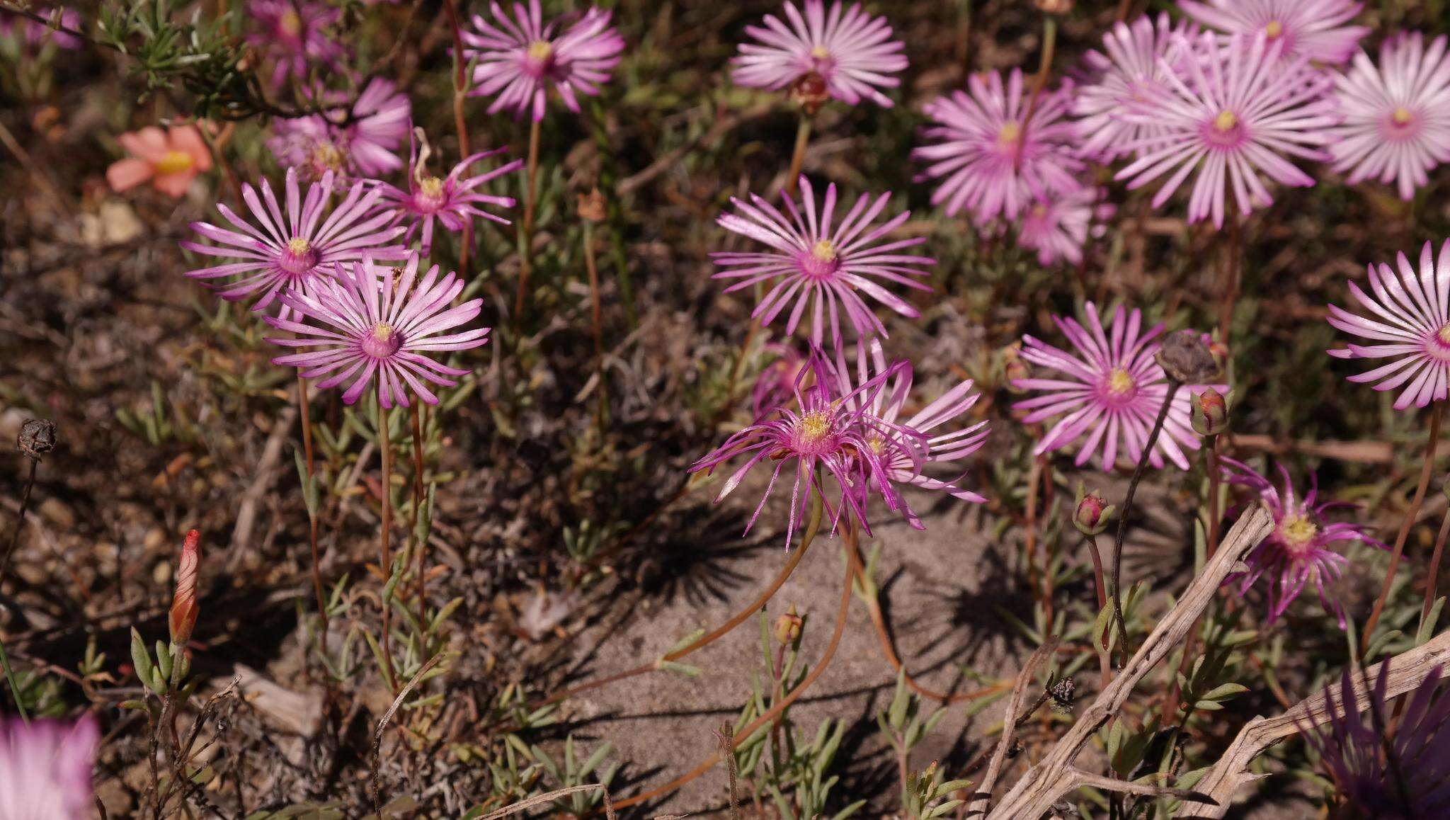 Image of Lampranthus peacockiae (L. Bol.) L. Bol.