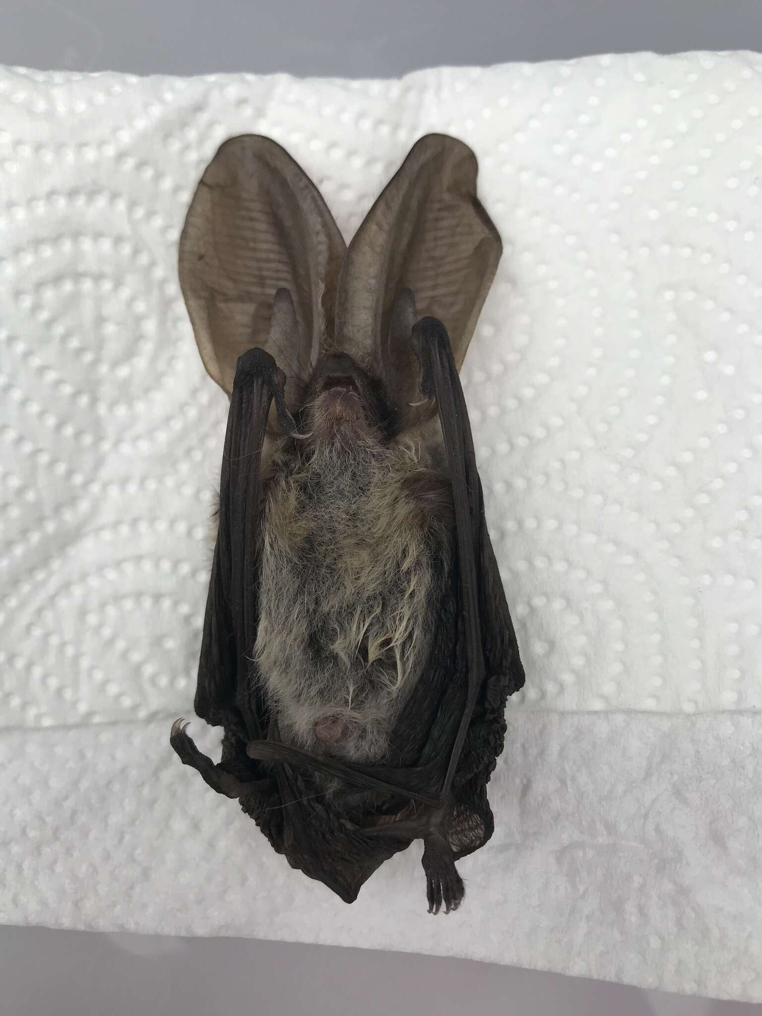 Image of Gray Big-eared Bat